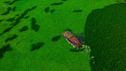 Aquatic plants and lotuses grow on the water surface, creating a beautiful green carpet.