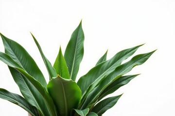 Lush Green Plant Leaves Against White Background
