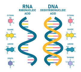 Differences Between DNA and RNA