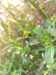 yellow flower on green background