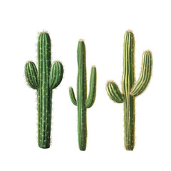 cactus isolated on white