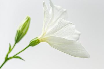 Obraz premium Close up of a Jasmine flower Photo isolated on a white background