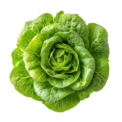 Fototapeta premium Fresh Green Lettuce Head with Crisp and Vibrant Leaves