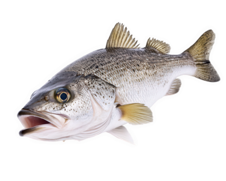 Freshwater fish with scales and fins, isolated on transparency background, showcasing its detailed features and vibrant colors. Perfect for culinary or educational purposes