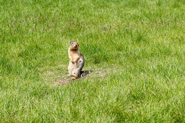 Obraz premium Pocket gopher wildlife photography marmot in the park field with green grass