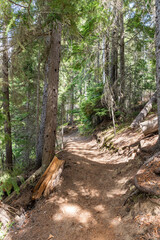 trail scenery summer forest spruce trees in Canadian park sunny day