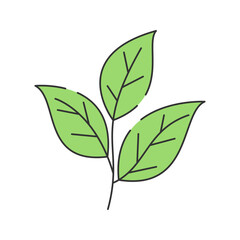 Tea Leaves Doodle Illustration, A small branch with fresh green tea leaves. 