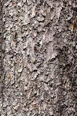 texture bark and moss brown and green