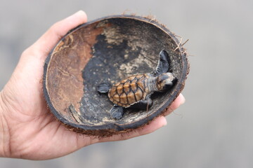 the baby turtle is inside the coconut shell that is being held in the hand