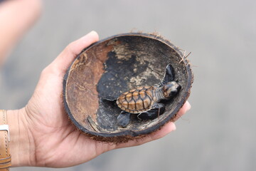 the baby turtle is inside the coconut shell that is being held in the hand