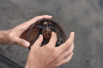the baby turtle is inside the coconut shell that is being held in the hand