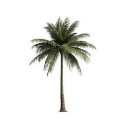 palm tree isolated on white