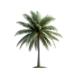 palm tree on white background