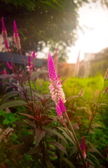 Beautiful Small Flowers Between Sunlit Dresses