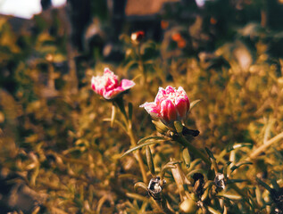Beautiful Small Flowers Between Sunlit Dresses