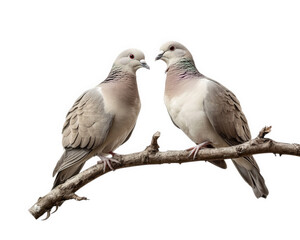 Fototapeta premium pair of doves perched on branch, showcasing their elegant features and soft colors. Their gentle presence adds serene touch to any setting