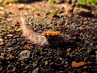 Caterpillars Walk Among Small Pebbles
