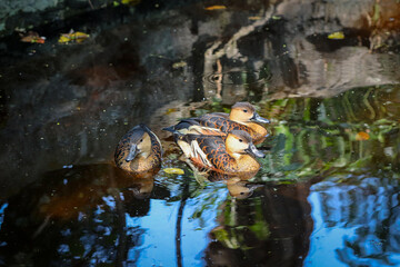group of lesser whistling ducks swimming in the pond