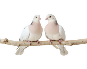pair of doves perched on branch, showcasing their elegant features and soft colors. These birds symbolize peace and love, making them beautiful addition to any nature themed collection