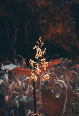 Beautiful Small Flowers Between Sunlit Dresses