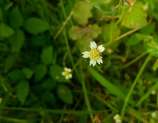 Beautiful Small Flowers Between Sunlit Dresses