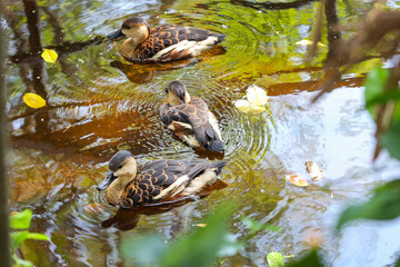 group of lesser whistling ducks swimming in the pond