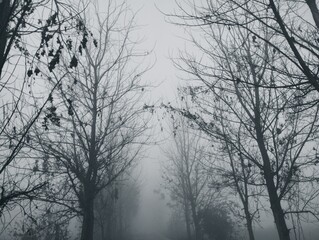 trees in the branch of winter 