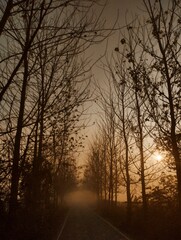 Fototapeta premium sunset in the forest