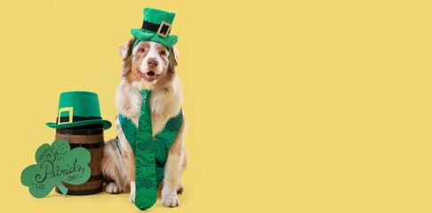 Australian Shepherd dog in leprechaun's hat, card and barrel of beer on yellow background with space for text. St. Patrick's Day celebration
