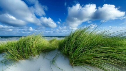 Serene Coastal Landscape: Beach Grass, Blue Sky, and Ocean View