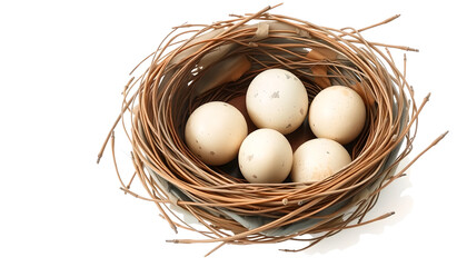 eggs in a nest