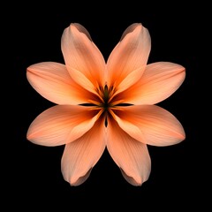 Fototapeta premium A vibrant orange flower with symmetrical petals forming a mandala pattern against a black background, perfect for artistic and decorative projects.