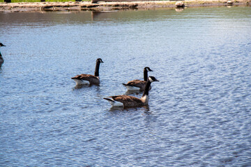 geese on a pond