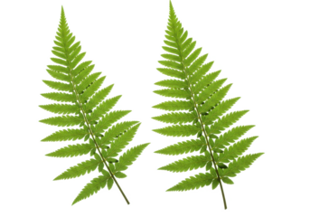 two delicate green fern leaves with intricate details, isolated on white background