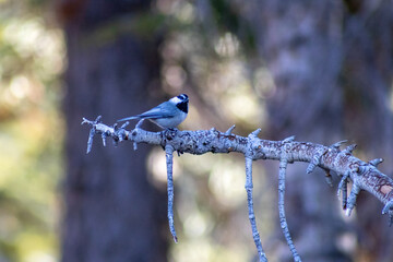 blue tit on a branch