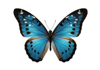 Obraz premium Stunning blue butterfly with open wings displaying intricate black and white details, isolated on white background