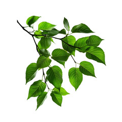 Fototapeta premium Fresh Green Leaves on a Branch