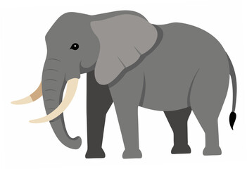 Obraz premium elephant isolated on white