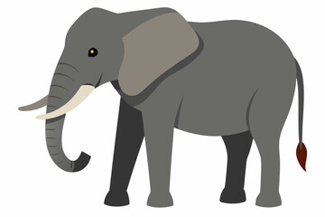 elephant isolated on white