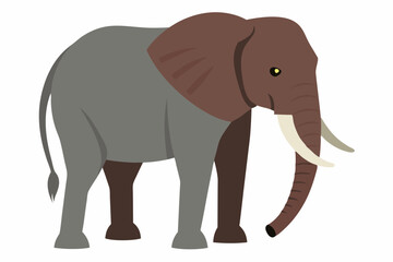 Fototapeta premium elephant isolated on white background