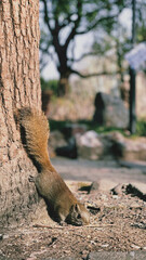 squirrel in the tree