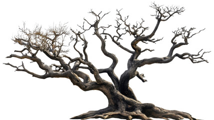 Fototapeta premium Gnarled weathered tree standing tall on transparent background