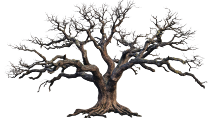 Majestic bare oak tree standing tall on transparent background