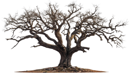 Majestic bare tree standing tall on transparent background