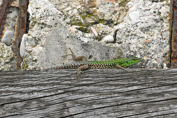 Obraz premium Italian wall lizard - male // Ruineneidechse - Männchen (Podarcis siculus campestris) - Port of Ancona, Italy