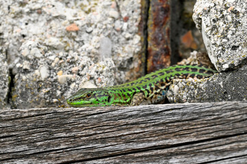 Ruineneidechse - Männchen // Italian wall lizard - male (Podarcis siculus campestris) - Hafen von Ancona, Italien