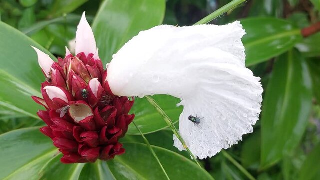 View of Hellenia speciosa flowers surrounded by red ants and flies in the garden. Costus speciosus or Cheilocostus speciosus (Also called crepe ginger, Costaceae, Hellenia speciosa, Pacing tawar)