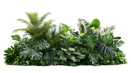 Tropical plants creating green oasis on transparent background