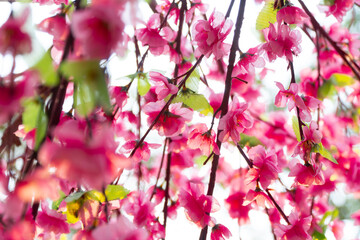 Sakura flowers blooming blossom in Chiang Mai, Thailand, nature background