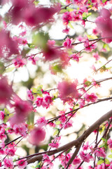 Sakura flowers blooming blossom in Chiang Mai, Thailand, nature background